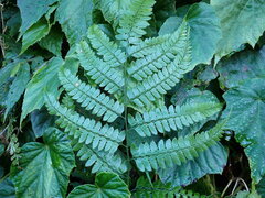 Arachniodes rhomboidea