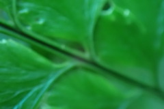 Arachniodes rhomboidea