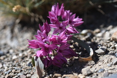 Allium oreophilum