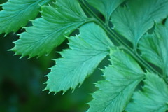 Arachniodes rhomboidea