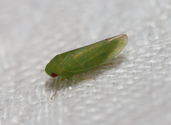 Batracomorphus