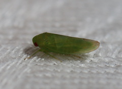 Batracomorphus