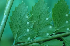 Arachniodes rhomboidea