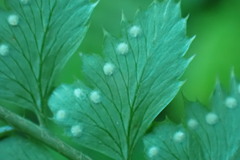 Arachniodes rhomboidea