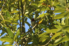 Erithacus rubecula superbus