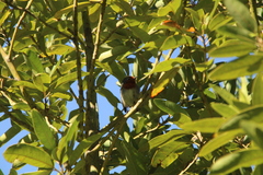 Erithacus rubecula superbus