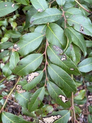 Leucothoe