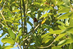 Erithacus rubecula superbus