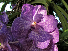 Vanda