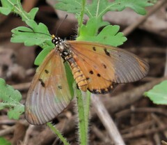Acraea neobule