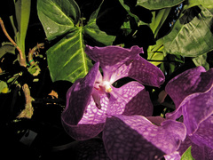 Vanda