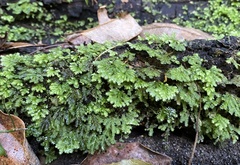 Hypnodendron