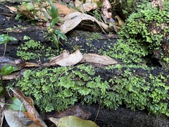 Hypnodendron
