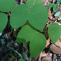 Bauhinieae