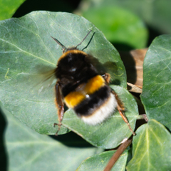 Bombus terrestris lusitanicus