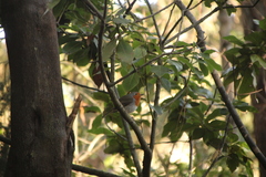 Erithacus rubecula superbus