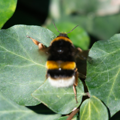 Bombus terrestris lusitanicus