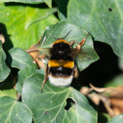 Bombus terrestris lusitanicus