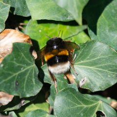 Bombus terrestris lusitanicus