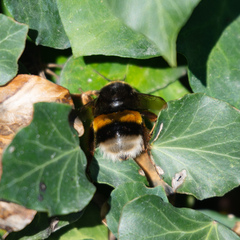 Bombus terrestris lusitanicus