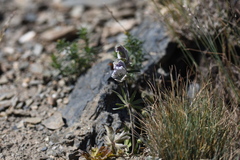 Aconitum rotundifolium