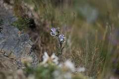 Aconitum rotundifolium