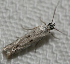 Pyraloidea