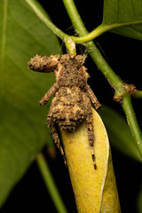 Stephanopis altifrons