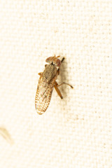Sciomyzoidea