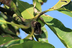 Bombus terrestris canariensis
