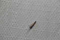 Caloptilia azaleella