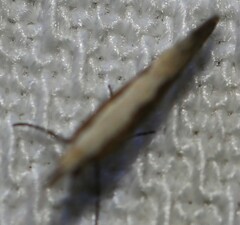 Caloptilia azaleella