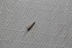 Caloptilia azaleella