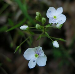Veronica peduncularis