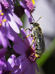 Lasioglossum viride