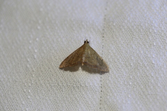 Hyalobathra crenulata