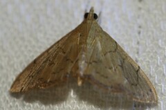 Hyalobathra crenulata
