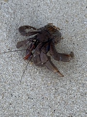Coenobita violascens