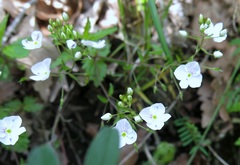 Veronica peduncularis
