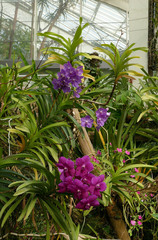 Vanda