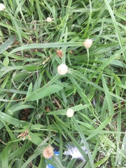 Cyperus mindorensis