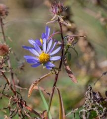 Aster hispidus
