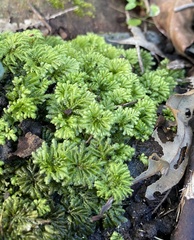 Hypnodendron