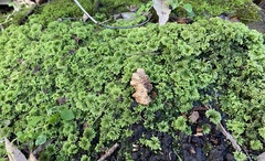 Hypnodendron