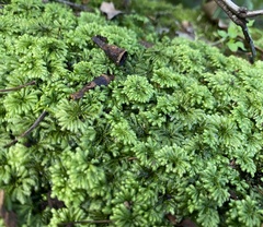 Hypnodendron