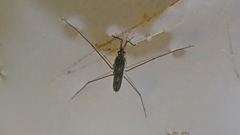 Gerris lacustris