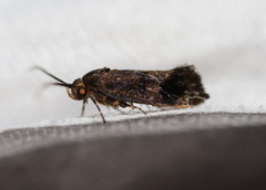 Pycnocera hypoxantha