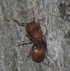 Meranoplus