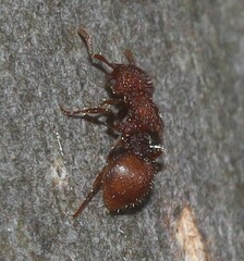 Meranoplus