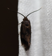 Pycnocera hypoxantha